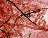 Botryobasidium rubiginosum image