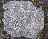 Lecanora rupicola var. rupicola image