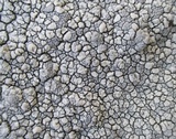 Lecanora rupicola var. rupicola image