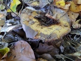 Russula grata image