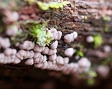 Xylobolus frustulatus image