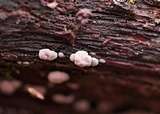 Xylobolus frustulatus image