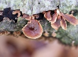 Tectella patellaris image