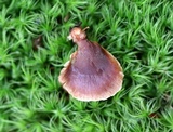 Tectella patellaris image