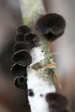 Resupinatus alboniger image