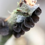 Resupinatus alboniger image