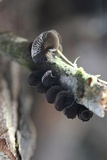 Resupinatus alboniger image