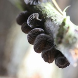 Resupinatus alboniger image