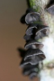 Resupinatus alboniger image