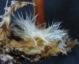 Marasmius atrocastaneus image