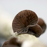 Resupinatus alboniger image