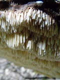 Irpex lacteus image