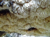 Irpex lacteus image