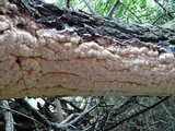 Irpex lacteus image