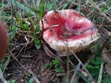 Russula silvicola image