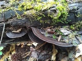 Nigroporus vinosus image