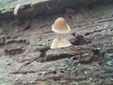 Mycena stipata image