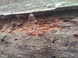 Mycena stipata image