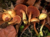Chalciporus chontae image