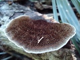 Hexagonia hydnoides image