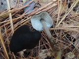 Mycopan scabripes image