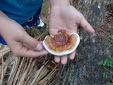 Ganoderma zonatum image