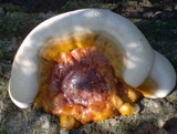 Ganoderma zonatum image