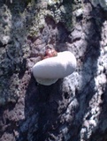 Ganoderma zonatum image