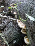 Ganoderma zonatum image