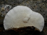 Trametes hirsuta image