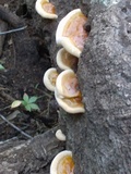 Ganoderma zonatum image