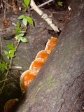 Ganoderma zonatum image