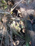 Ganoderma zonatum image