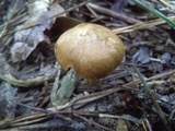 Cortinarius semisanguineus image