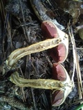 Cortinarius semisanguineus image