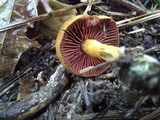 Cortinarius semisanguineus image