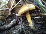 Cortinarius semisanguineus image