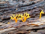 Calocera viscosa image