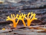 Calocera viscosa image