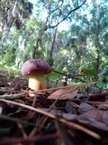 Pulchroboletus rubricitrinus image