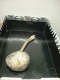 Panaeolus antillarum image