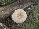 Lentinus tigrinus image