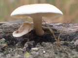 Lentinus tigrinus image