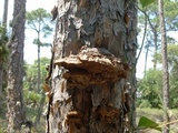 Phellinus gilvus image