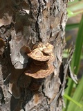 Phellinus gilvus image