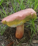 Pulchroboletus rubricitrinus image