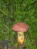 Pulchroboletus rubricitrinus image