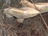 Neolentinus lepideus image