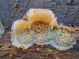 Merulius tremellosus image