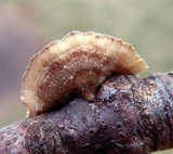 Trametes villosa image